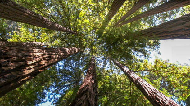 Best Tree Removal  in Kalama, WA